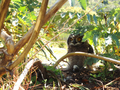 Kirstenbosch National Botanical Garden.